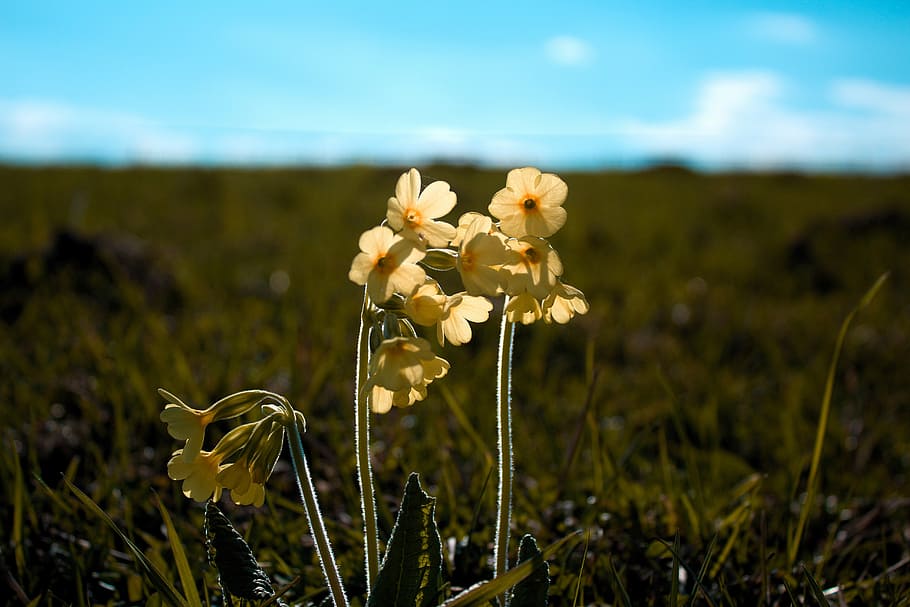 spring, nature, primrose, flower, plant, flowering plant, fragility HD wallpaper