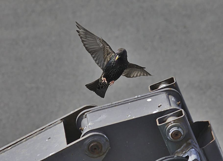 starling, bird, common, wild, animal, wings, flying, wildlife HD wallpaper