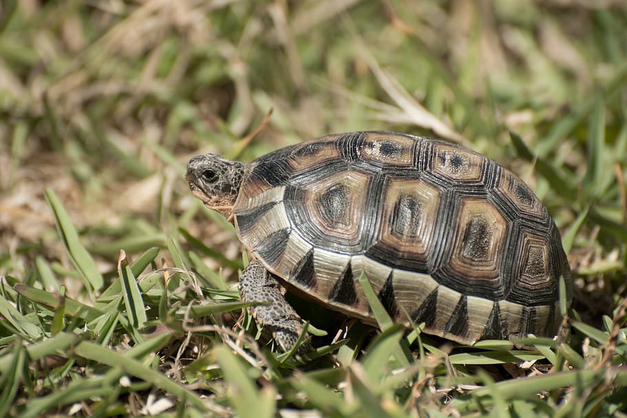 tortoise, reptile, reptiles, patterns, wildlife, animals, shelter HD wallpaper