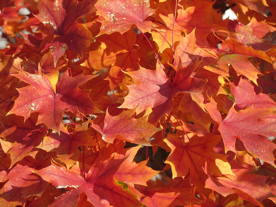 stack maple leaf, leaves, fall, fall leaves, autumn, fall leaves background HD wallpaper