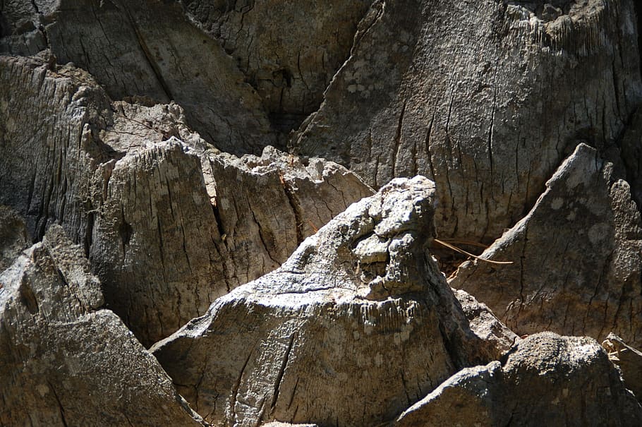 bark, palm tree bark, nature, rock, rock - object, beauty in nature HD wallpaper