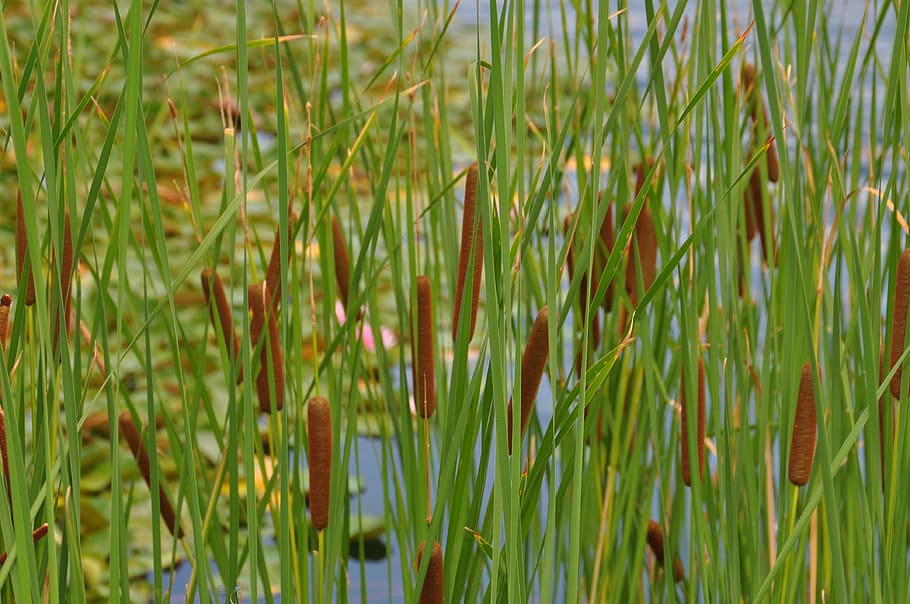 Reed, Nature, Marsh Plant, growth, grass, tranquility, green color