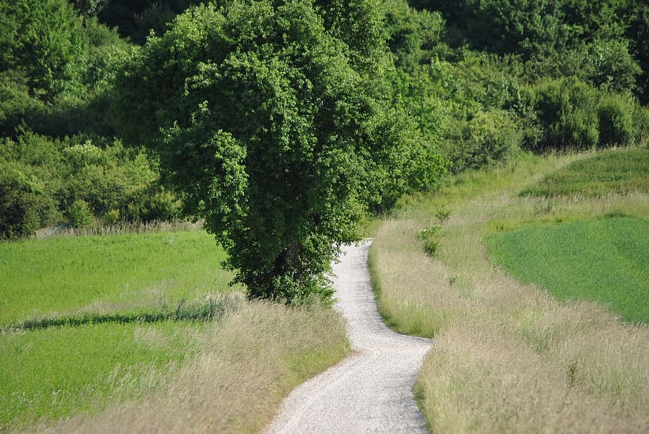 away, nature, lane, tree, landscape, summer, meadow, walk, green HD wallpaper