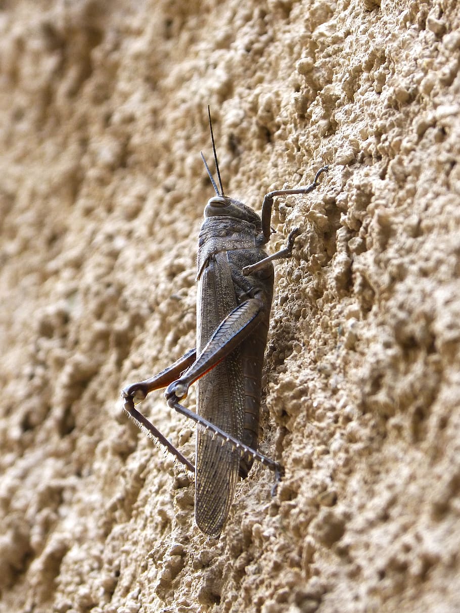 grasshopper, lobster, wall, texture, animal wildlife, one animal HD wallpaper