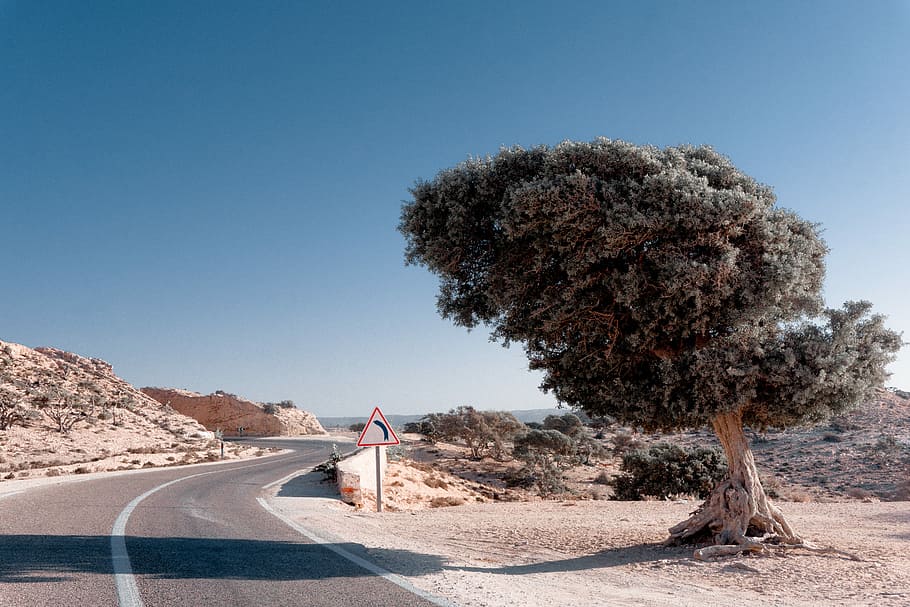 tree beside road with sign during daytime, green leafed tree near gray empty road HD wallpaper