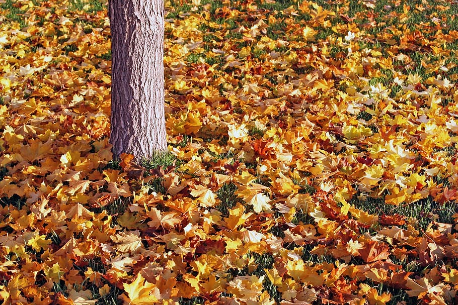 leaves, tree, ground, autumn, fall, seasonal, orange, fall leaves HD wallpaper