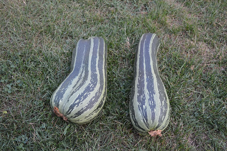 garden, vegetables, zucchini, grass, plant, land, high angle view HD wallpaper