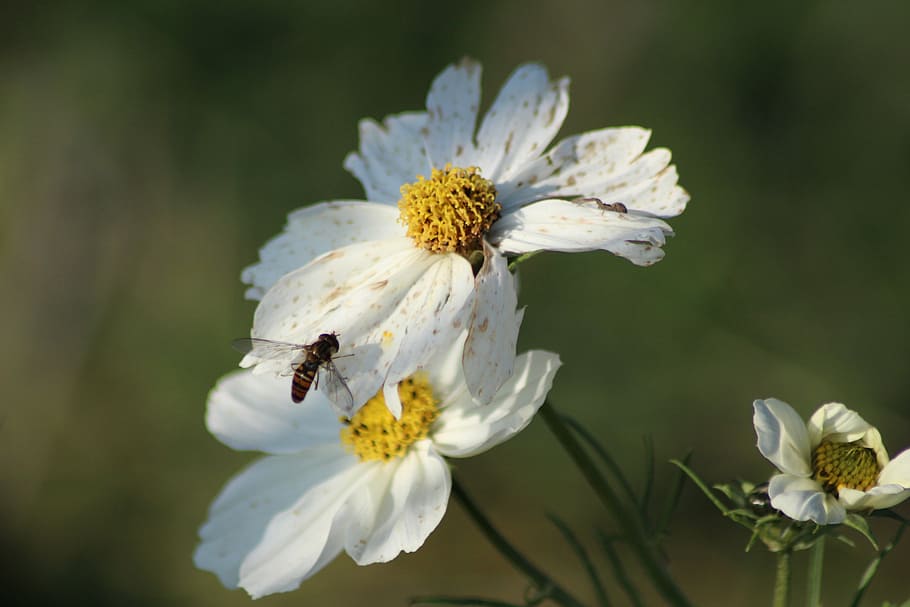 fleure, bee, flowers, insects, macro, garden, honey bee, nature HD wallpaper