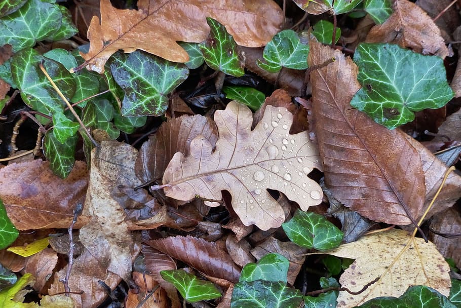 leaves, fall foliage, leaf, plant part, dry, nature, day, change HD wallpaper