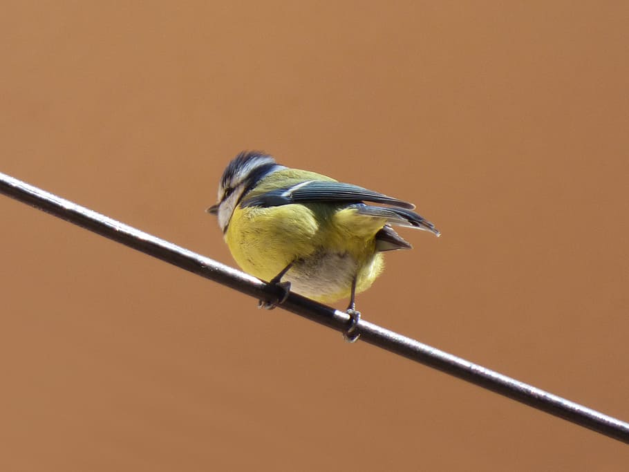 bird, chickadee, cable, coal mallarenga, parus major, animal wildlife HD wallpaper