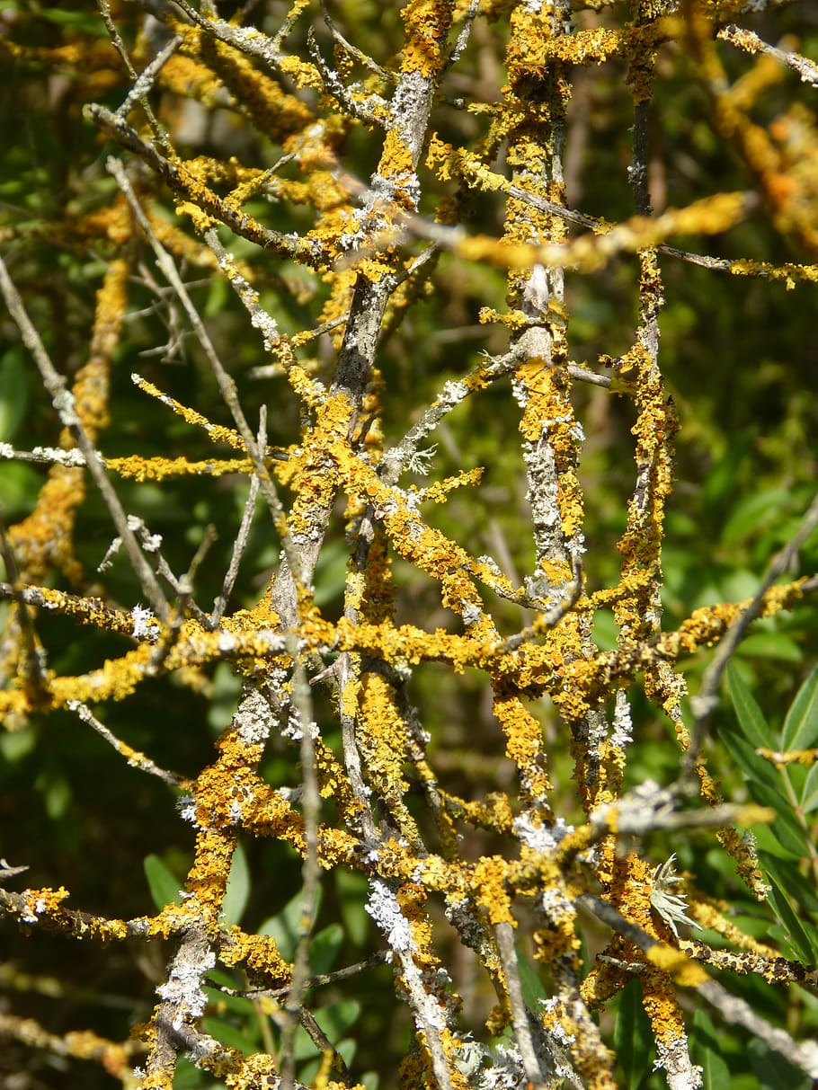 lichen, branches, orange, green, nature, tree, plant, outdoors HD wallpaper