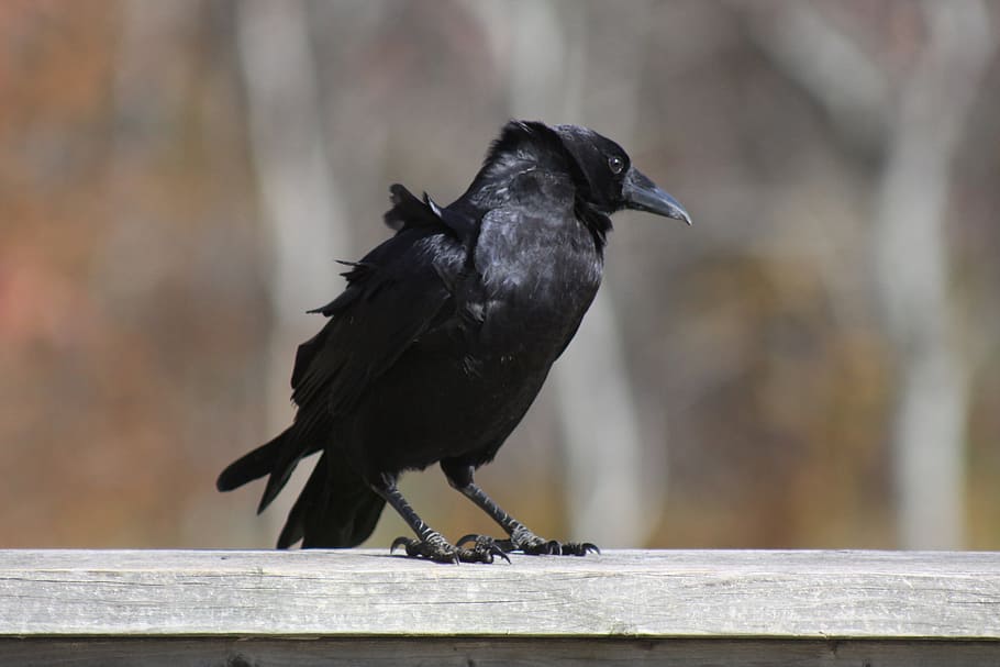 crow, standing, railing, bird, one animal, animal wildlife HD wallpaper