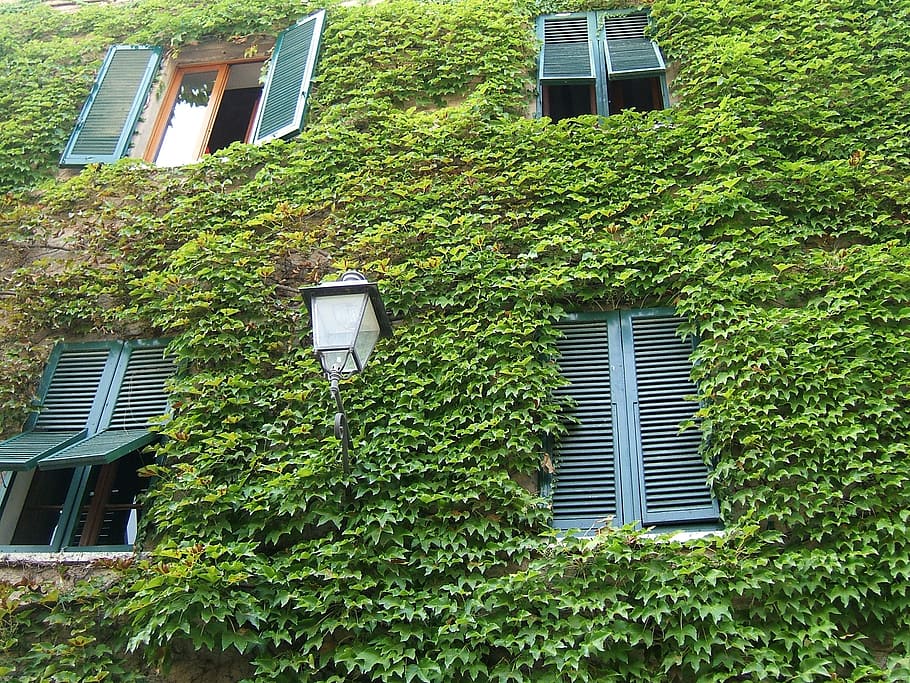 Windows, Tuscany, Green, Leaf, Ivy, nature, wall, light, shutters HD wallpaper