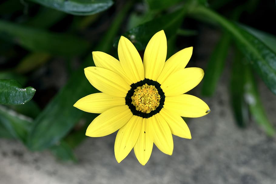 flora, botany, flower, yellow, bloom, flowering plant, freshness HD wallpaper