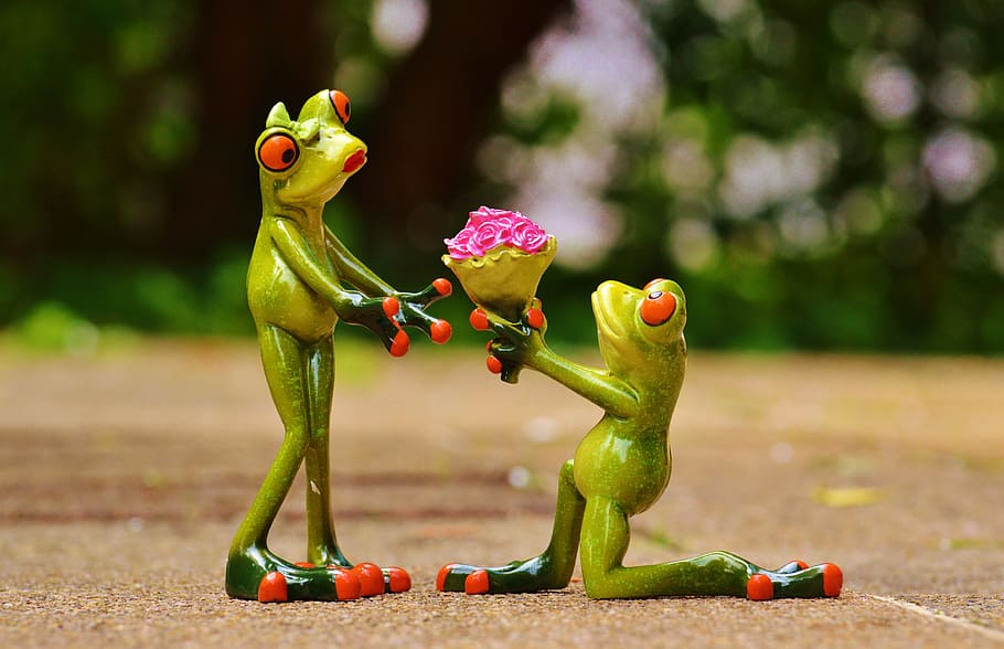 two green and red frogs, i beg your pardon, marriage proposal, HD wallpaper