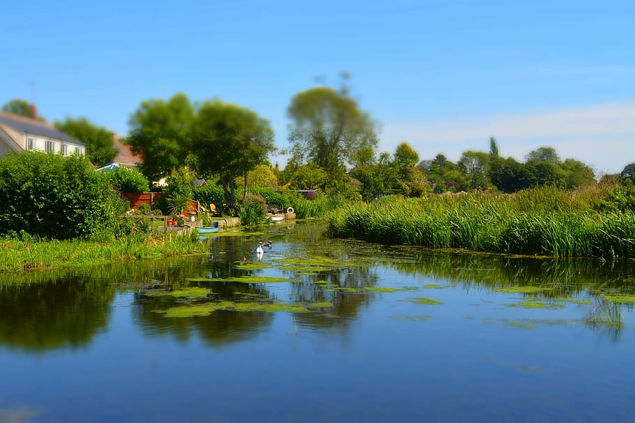 river, summer, scenic, plant, water, tree, reflection, lake HD wallpaper