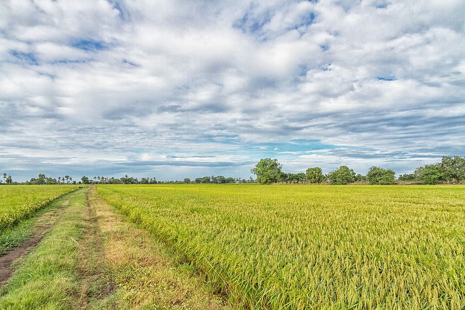 Ines, Image, View, sky, image view, field, agriculture, landscape HD wallpaper