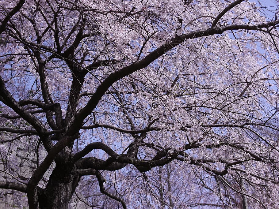 Cherry, Flowers, Japan, branch, tree, bare tree, nature, beauty in nature HD wallpaper