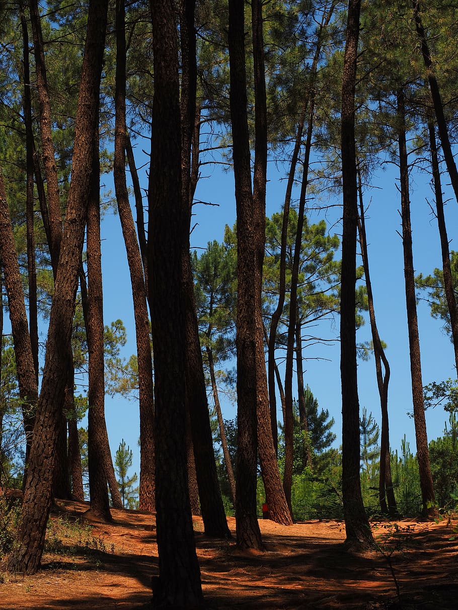 pine forest, trees, pine family, tree trunks, conifer, nature HD wallpaper