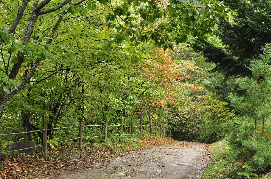 autumn, mountain trail, forest, pathway, tree, plant, growth HD wallpaper