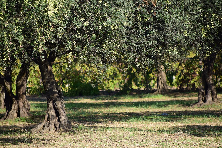 green leafed trees at daytime, olives, olive tree, nature, plant, HD wallpaper