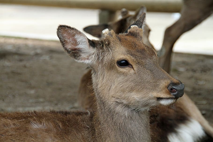 deer, wild, forest, nature, cute, wildlife, mammal, new, animal wildlife HD wallpaper