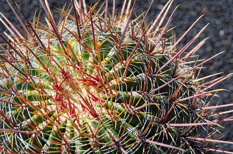 lanzarote, cactus, thorns, quills, red, canary, plant, botany HD wallpaper