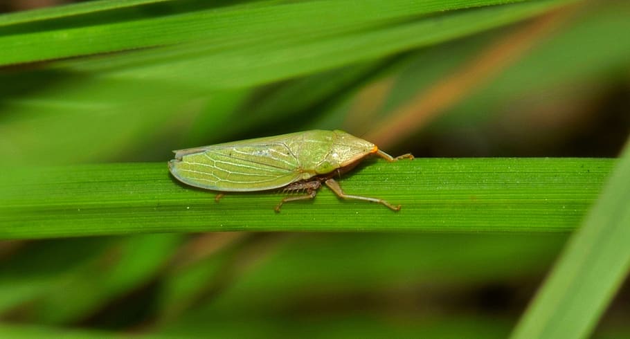 leaf hopper, insect, green insect, small insect, tiny, insectoid HD wallpaper