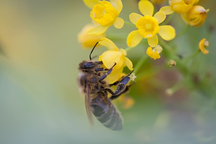 Bee, Flowers, Pollination, Insect, Macro, pollen, yellow, honey bee HD wallpaper