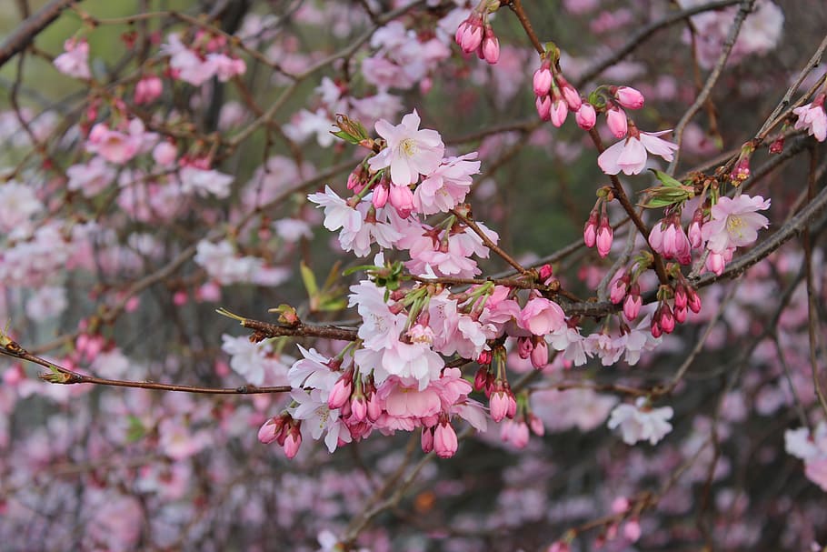 cherry trees, flowers, japan, spring, plants, spring flowers HD wallpaper