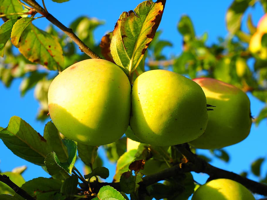 Apple Tree, Fruit, Frisch, healthy, vitamins, orchard, food and drink HD wallpaper