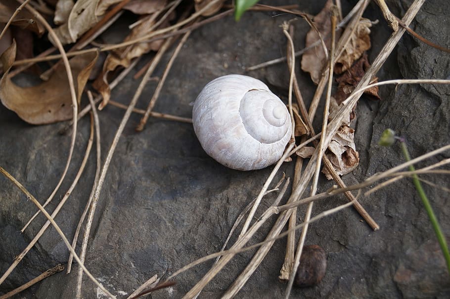 Snail, Shell, Close, Nature, Animal, garden, day, outdoors HD wallpaper