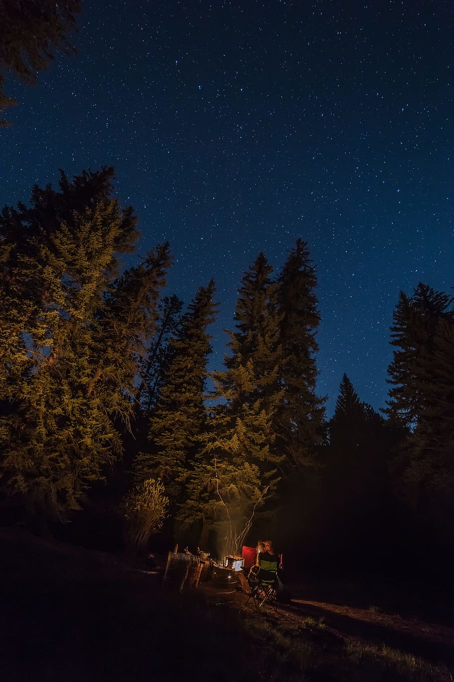 green forest at nighttime, green pine trees photography during night time HD wallpaper
