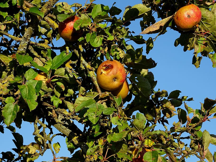 apple tree, wasp, insect, fruit, nature, autumn, kernobstgewaechs HD wallpaper