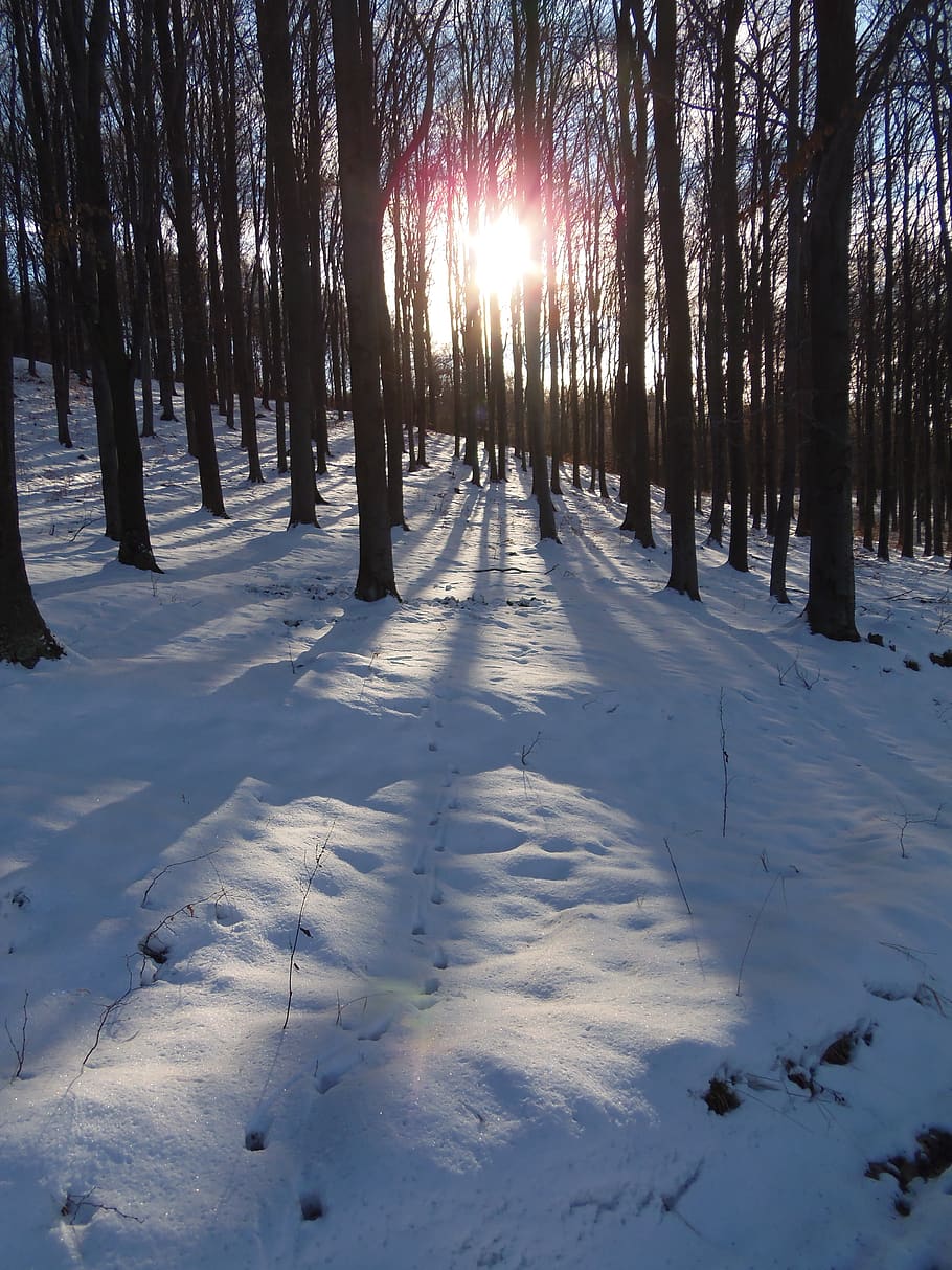 travel, nature, rest stop, snow, tree, winter, cold temperature HD wallpaper