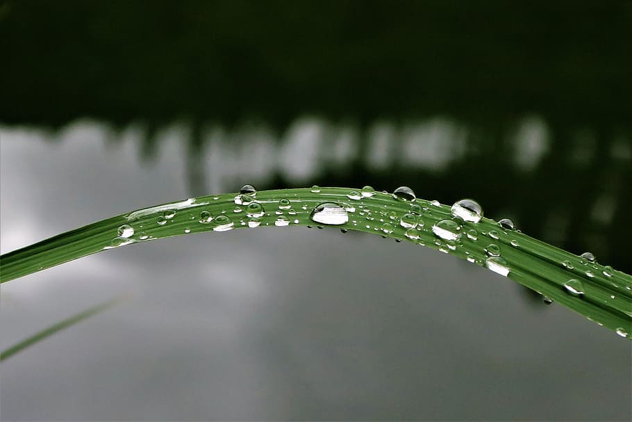 Raindrop, Dew, Reed, Nature, Green, water, leaf, wet, macro HD wallpaper