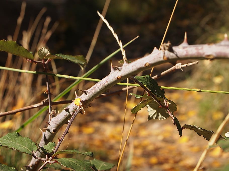 skewer, thorns, nature, barbed, hawthorn, thorny, plant, plants HD wallpaper