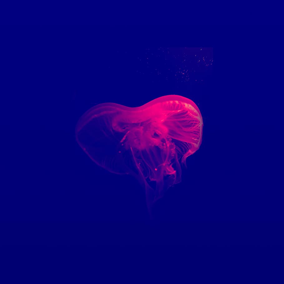 red jellyfish, Jellyfish under water, bioluminescence, invertebrate, HD wallpaper