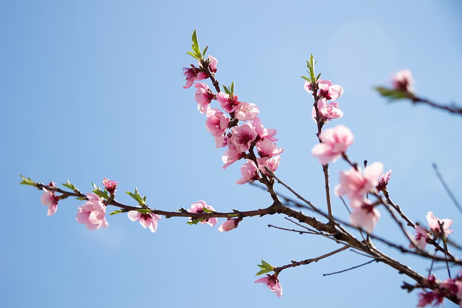 pink cherry blossoms at daytime, sakura, sky, life, plant, greens, HD wallpaper