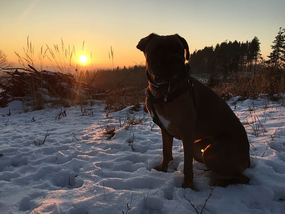 snow, sunset, wintry, cold, boxer, dog, winter sun, landscape HD wallpaper