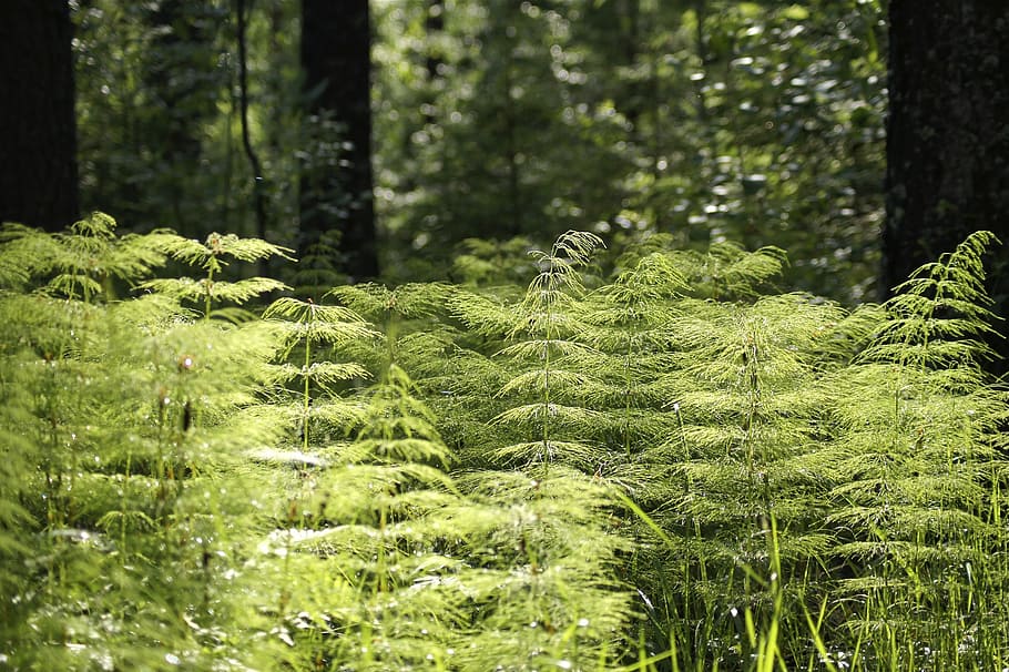 green leafed plants, forest, vegetation, environment, greenery HD wallpaper