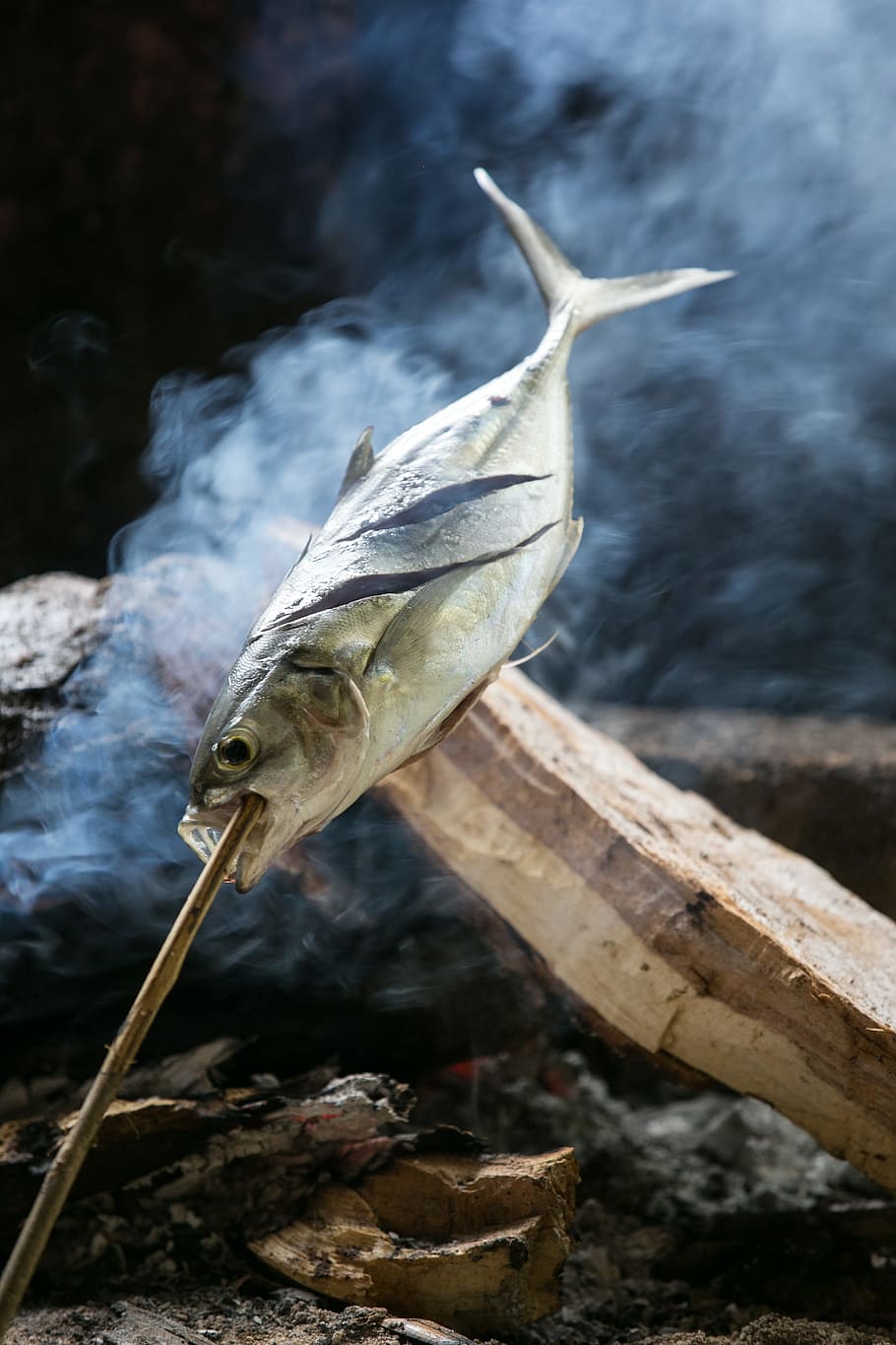 fish, vacation, fry, catch, fishing, animal wildlife, animals in the wild HD wallpaper