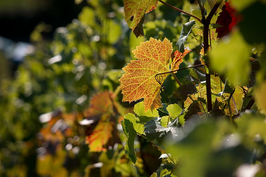 vineyard, autumn, red, vine leaves, vines, winegrowing, rebstock HD wallpaper