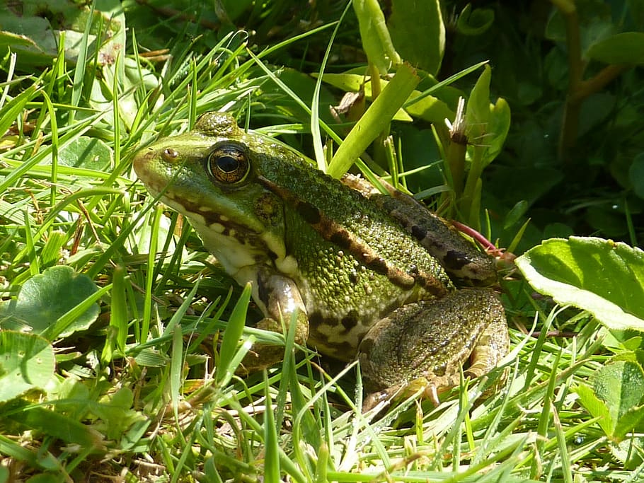 toad, water, grass, gerardo, frog, pond, animals, nature, plan-water HD wallpaper