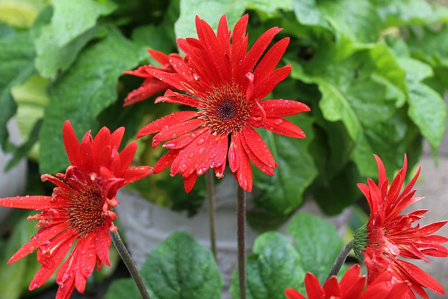 red gerber daisy, blossom, fresh, blooming, plant, growth, flower HD wallpaper