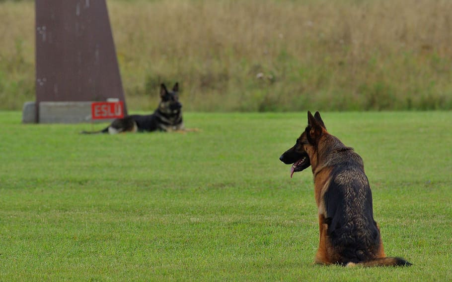 german shepherd, dog, obedience, competition, animal, mammal HD wallpaper
