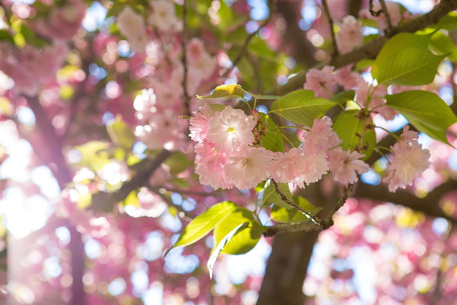 sakura, flower, tree, cherry, nature, flowering tree, spring, HD wallpaper