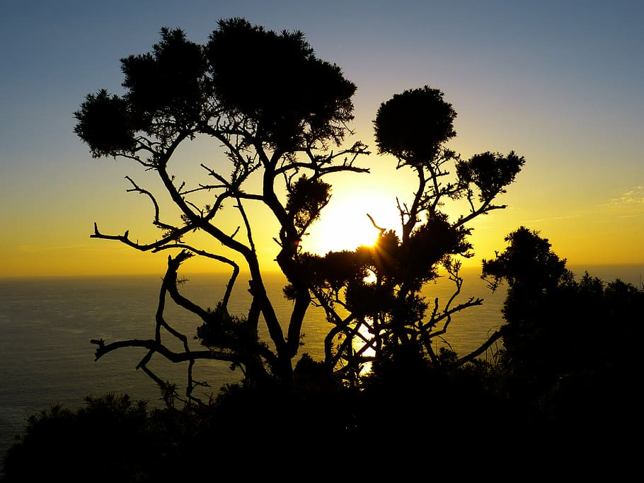 sunset, mood, back light, bush, atmospheric, afterglow, sea HD wallpaper