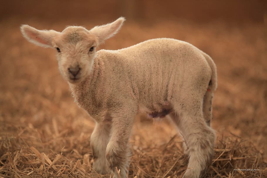 animal illustration, lamb, sheep, farm, animals, mammal, livestock HD wallpaper