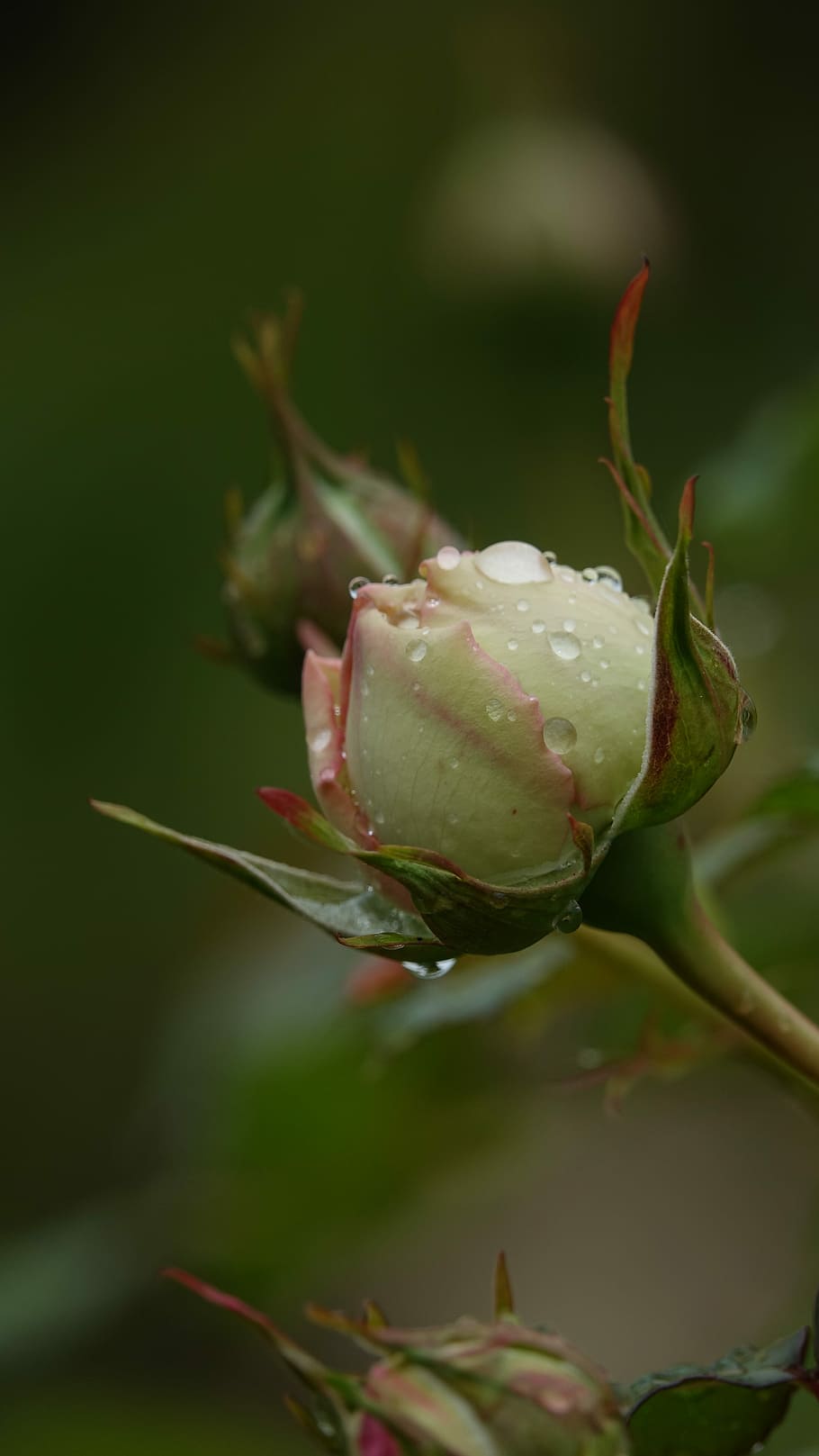 pink, button, growth, plant, beauty in nature, flower, close-up HD wallpaper